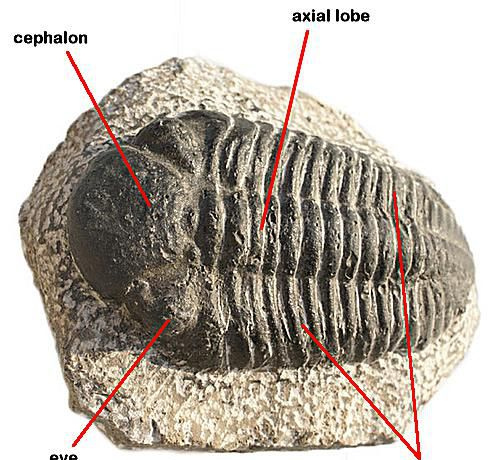 三葉虫は二畳紀の終わりに絶滅し、今日だけ化石として存在します。