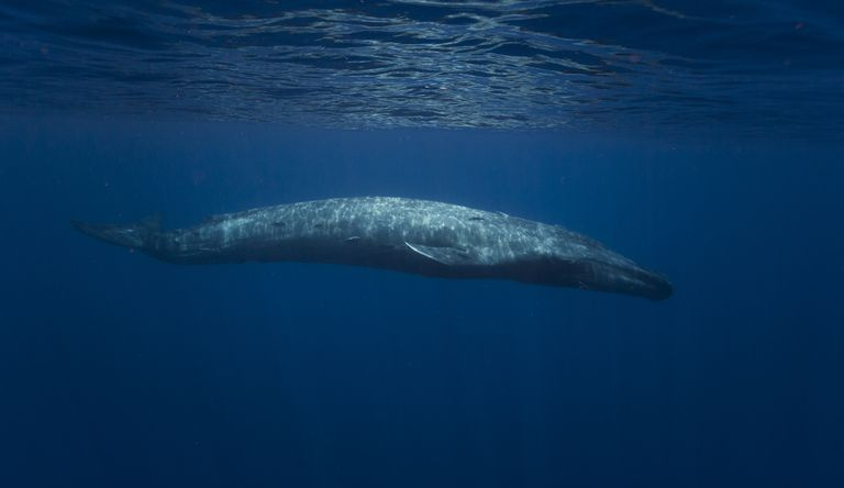 Balena azzurra, Sri Lanka, Oceano Indiano