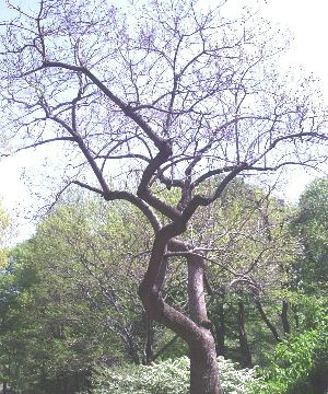 Royal Paulownia