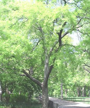 Hackberry