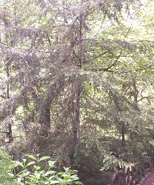 Østlig hemlock