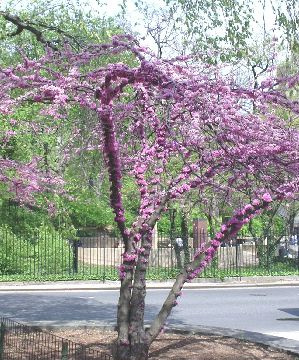 Eastern Redbud