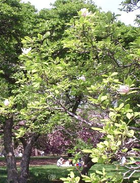 Tallerken Magnolia, Central Park