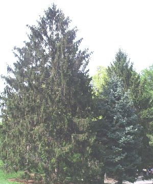 Central Park Eastern Red Cedar