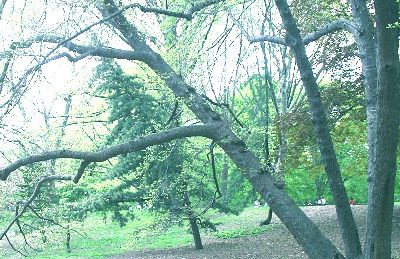 Central Park Black Tupelo