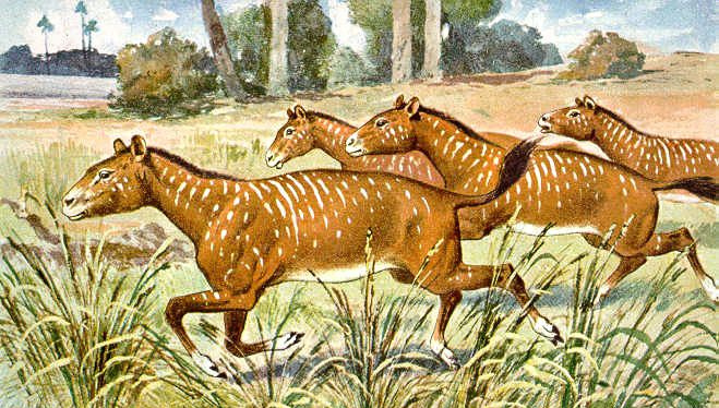 mesohippus