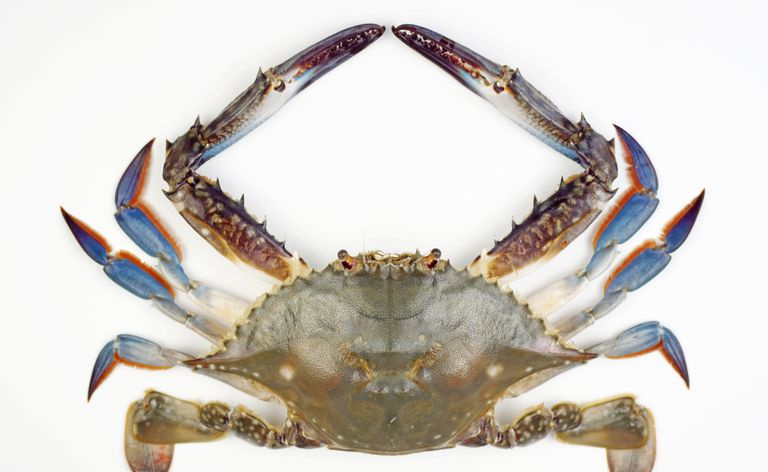 Niebieski krab