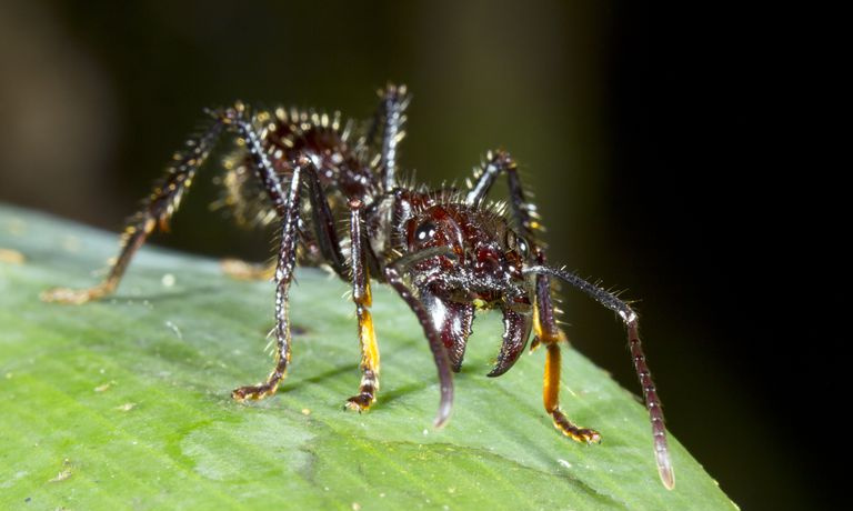 Bullet Ant ou Fourmi Conga (Paraponera clavata)