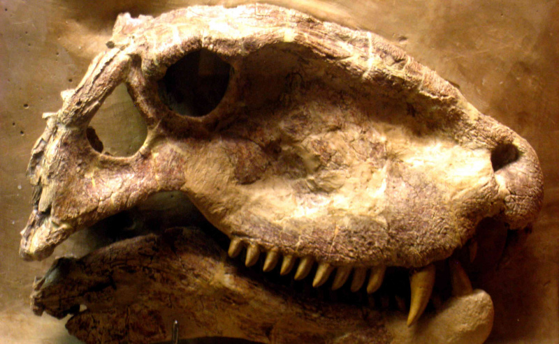 Dimetrodon