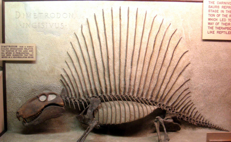 Ein Skelett von Dimetrodon incisivus in einer Ausstellung in Ann Arbor