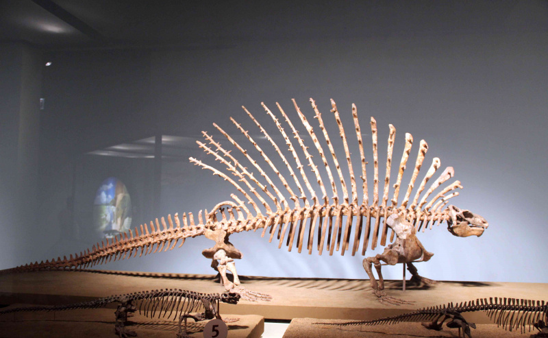Ein Edaphosaurus pogonias-Skelett hat Stacheln auf seinen knöchernen Segelstützen.