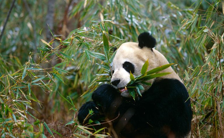 Panda géant mangeant