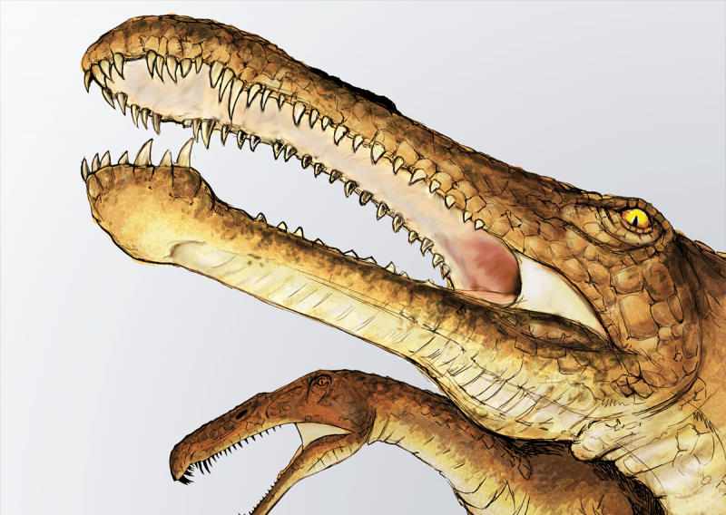 Irritator challengeri dinosaur