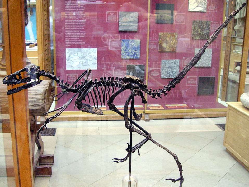 Bambiraptor-skjelett i Oxford University Museum of Natural History