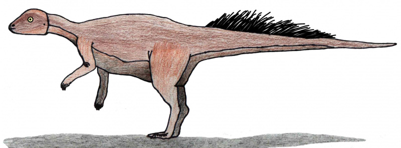Hypotetisk restaurering av basal ceratopsian Micropachycephalosaurus hongtuyanensis