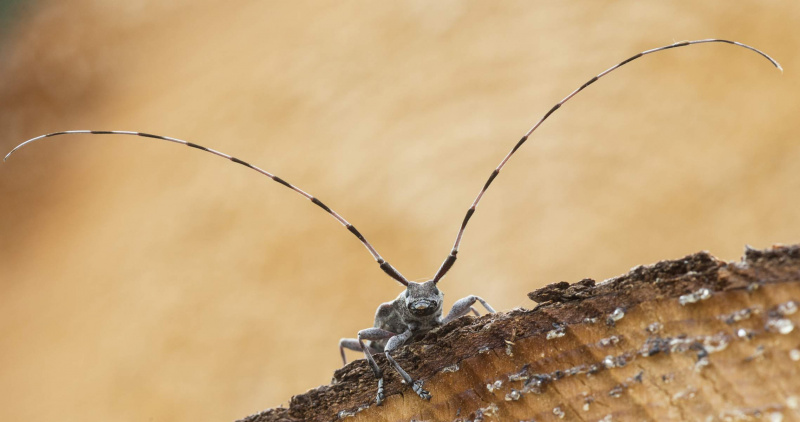 The Timberman beetle (  <i>Acanthocinus aedili</i> )体長の4倍の触角を持つ