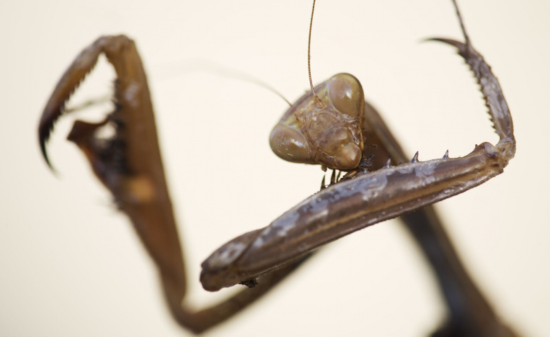Close-up of a female European praying mantis (  <i>カマキリ</i> )