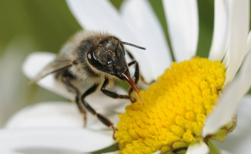ヒナギクから蜜を集めるミツバチ