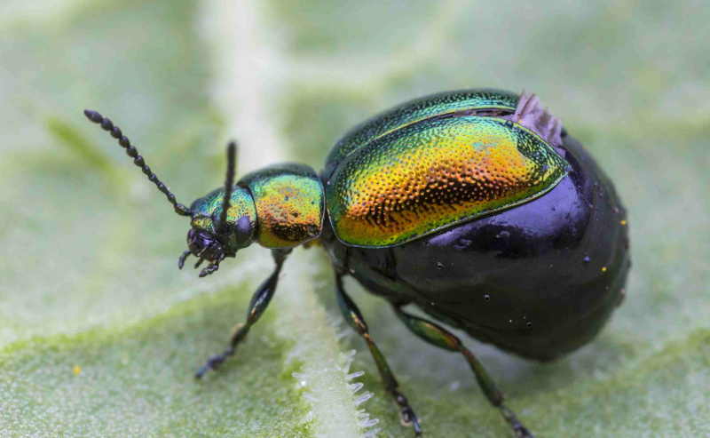 European green dock beetle (  <i>ガストロフィサ・ビリデュラ</i> ) 卵で満たされた腫れた腹部を伴う
