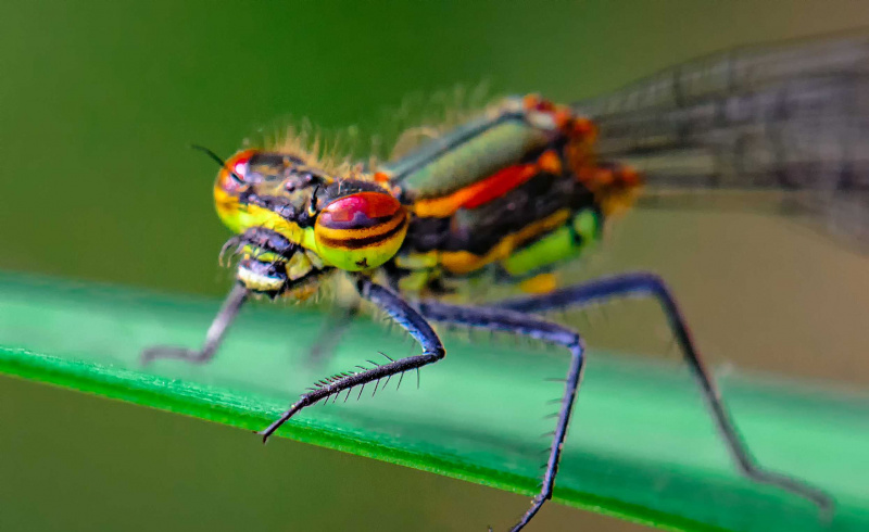 Large red damselfly (  <i>ピロソーマニンフラ</i> ) 池の上のアイリスの葉