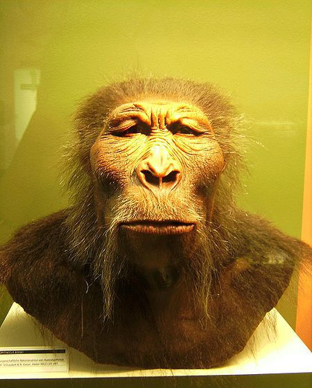 Parantropus