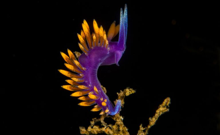 nudibrânquio roxo com detalhes em amarelo
