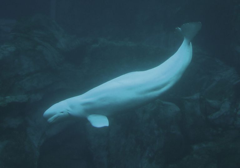 delphinapterus