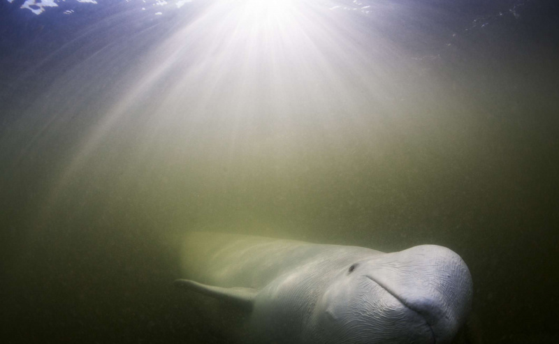 Vista subacquea della balena Beluga (Delphinapterus leucas)