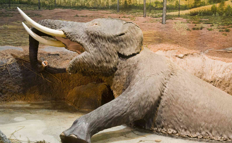 Mastodonte nel Museo di Storia Naturale e Scienze