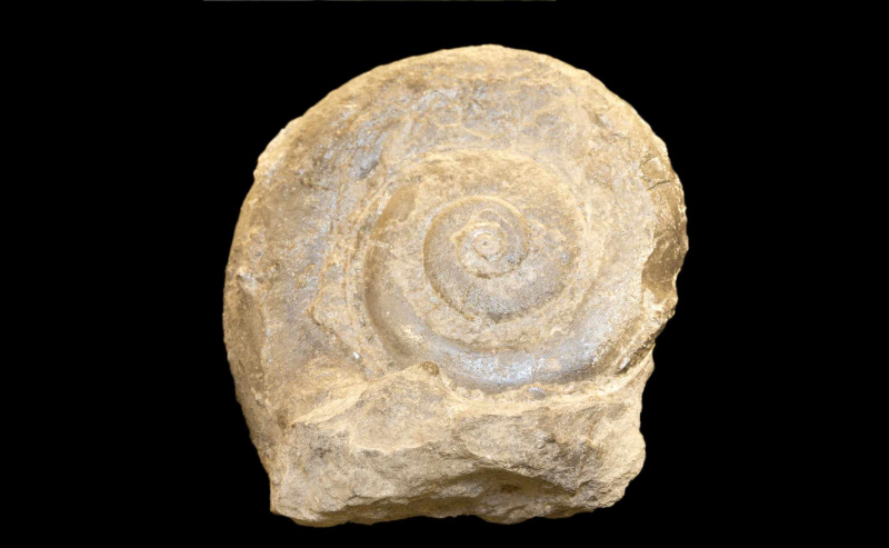 Mollusco gasteropode fossile (Macluriti), Plattsburg, New York