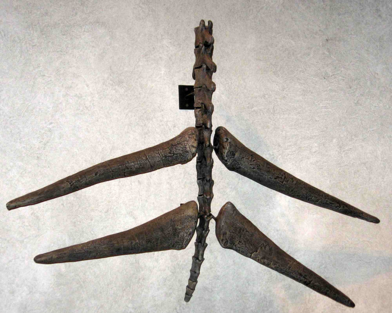 Los cuatro huesos con púas al final de esta cola esquelética se conocen como thagomizer.