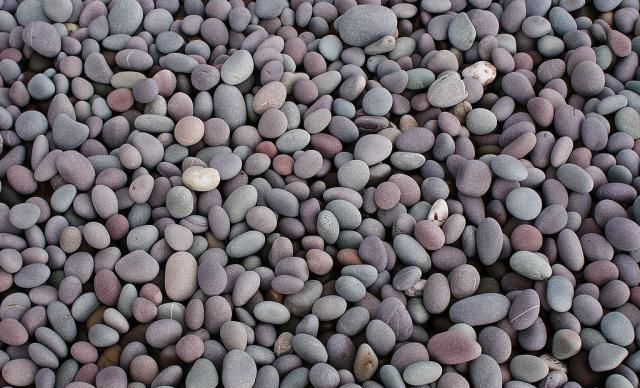 A bunch of pebbles, something that a  <i>estegosaurio</i> habría comido para ayudar a la digestión