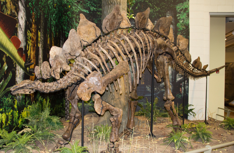 Esqueleto de estegosaurio en el Museo de Historia Natural Carnegie en Pittsburgh, Pensilvania