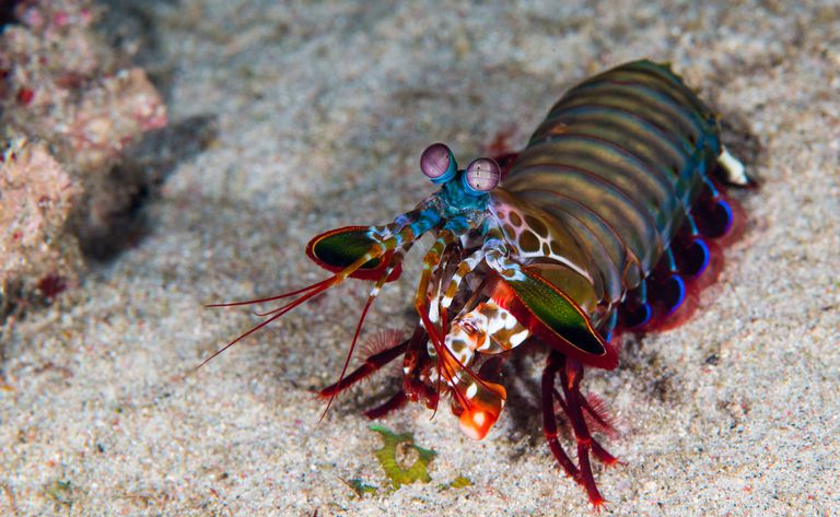 Camarón mantis pavo real (Odontodactylus scyllarus) en arrecifes de coral
