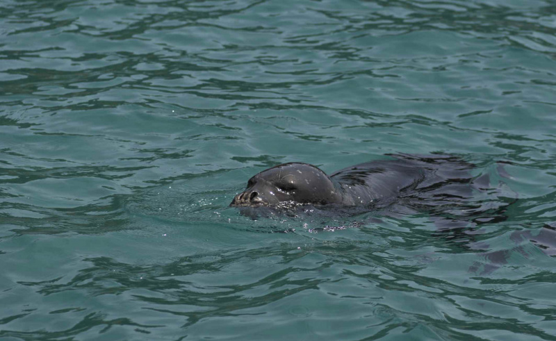 Foca monje del Mediterráneo