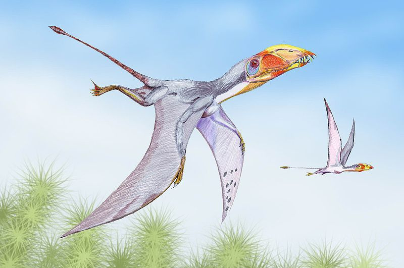 Dimorphodon