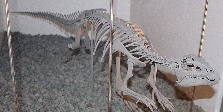 Hypsilophodon
