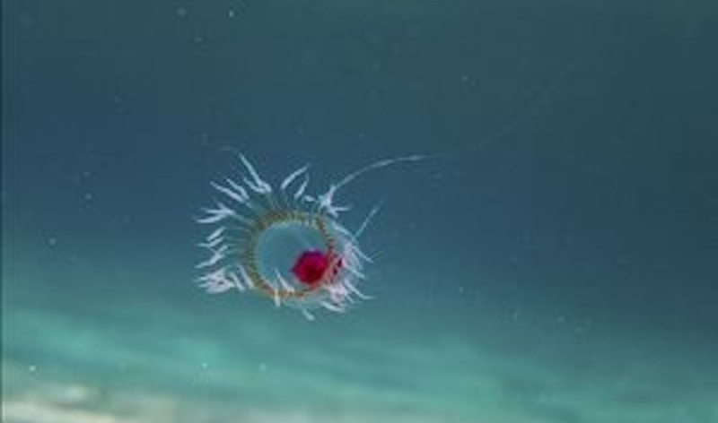 Turritopsis dohrnii