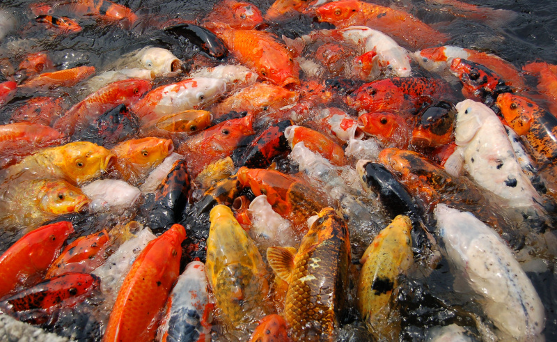 ryba koi