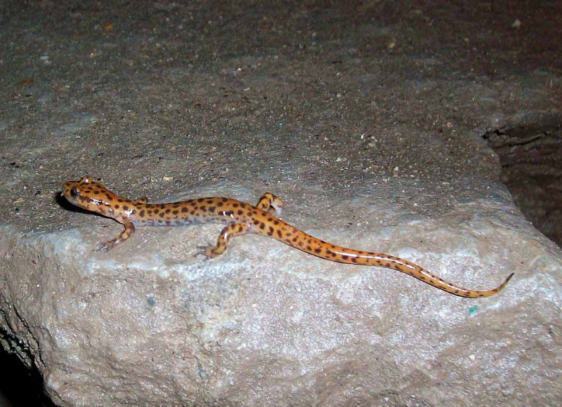 Salamandra jaskiniowa