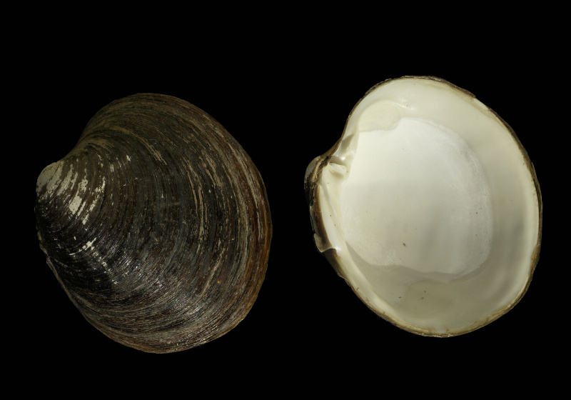 Ocean quahog