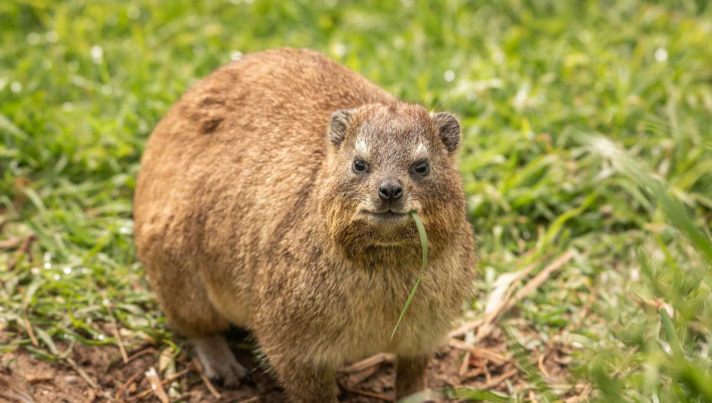 Hyrax, der Gras isst und entlang der Kamera anstarrt.