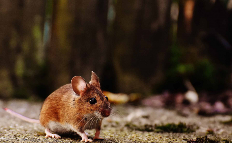 Maus sitzt auf dem Boden.