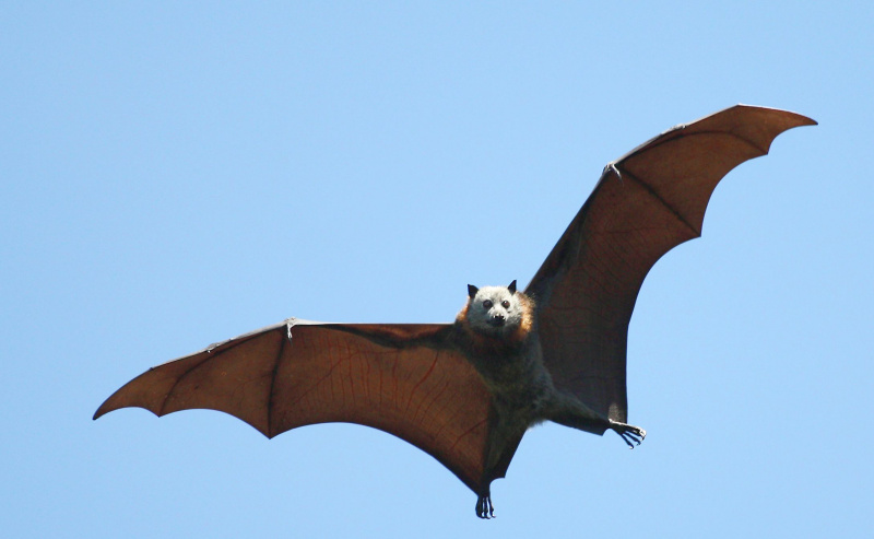 Fledermaus fliegt vor blauem Himmel und schaut in die Kamera.