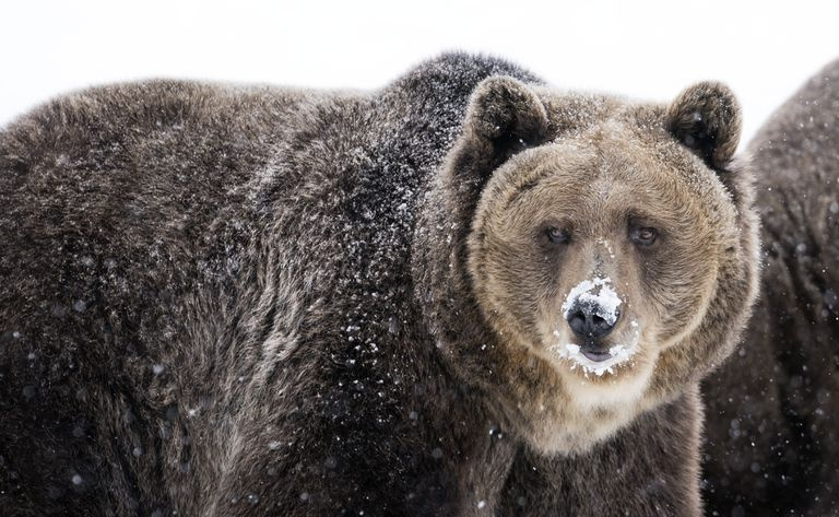 Hellere Fellspitzen verleihen dem Grizzlybären sein ergrautes Aussehen.