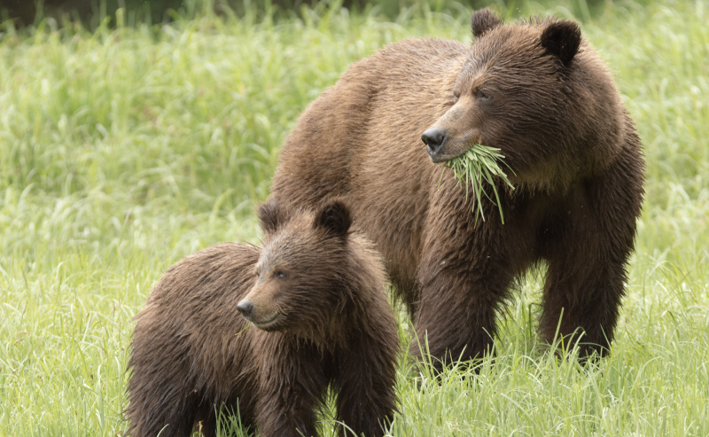 Grizzlybären fressen sowohl Gras als auch Fleisch.
