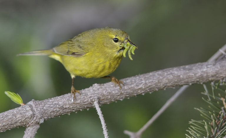Sanger som spiser insekter