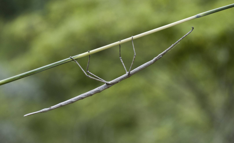 Walkingstick insekt
