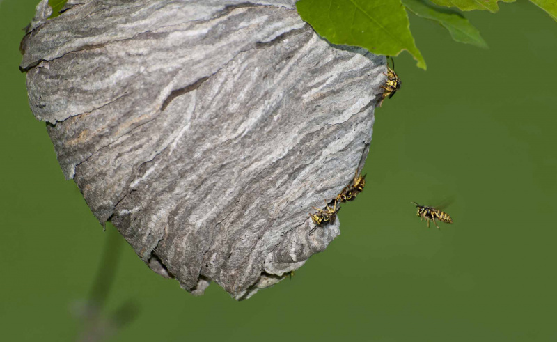 Hornet reir og flygende hornets