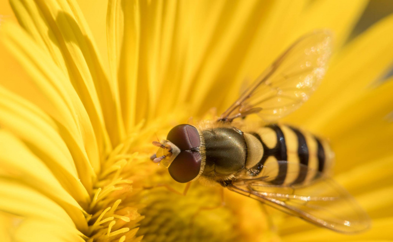 Hover fly
